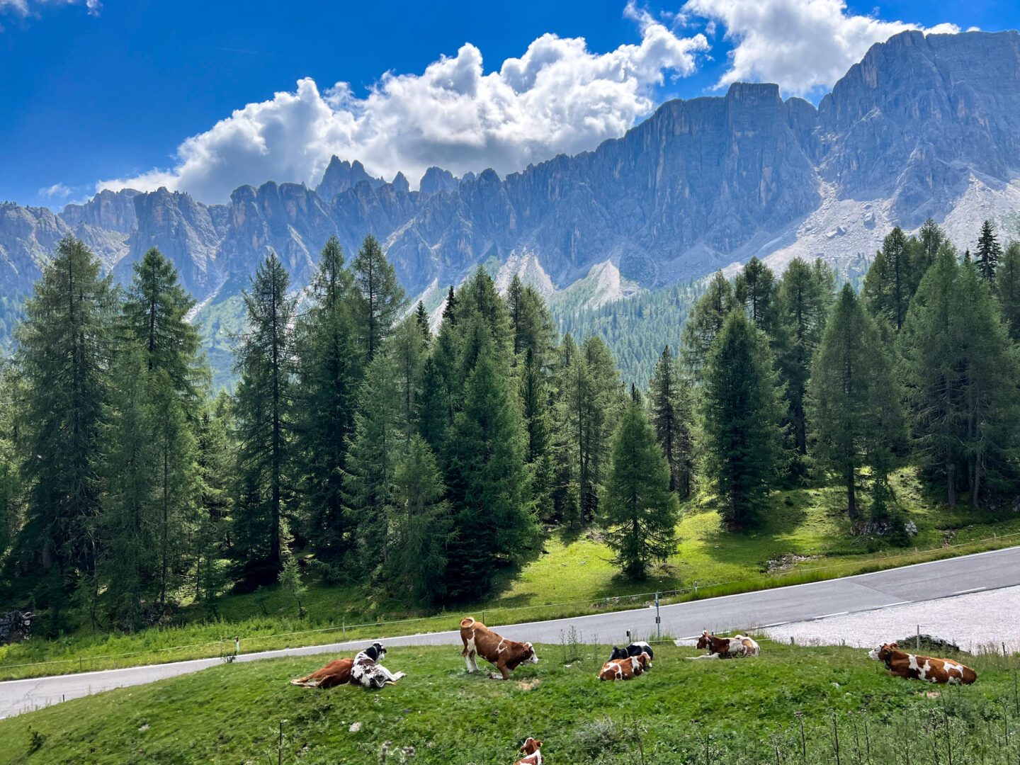 Cows in a pasture in the Dolomites. Cycling Passo Giau near Cortina d'Ampezzo in Italy's Dolomites mountains is a rite of passage for road cyclists around the world. Ride Passo di Giau with Alter Exploration on upcoming Secret Dolomites cycling tours.